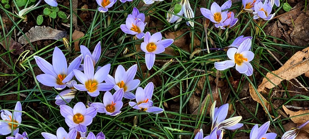 Tappeto di Crocus biflorus