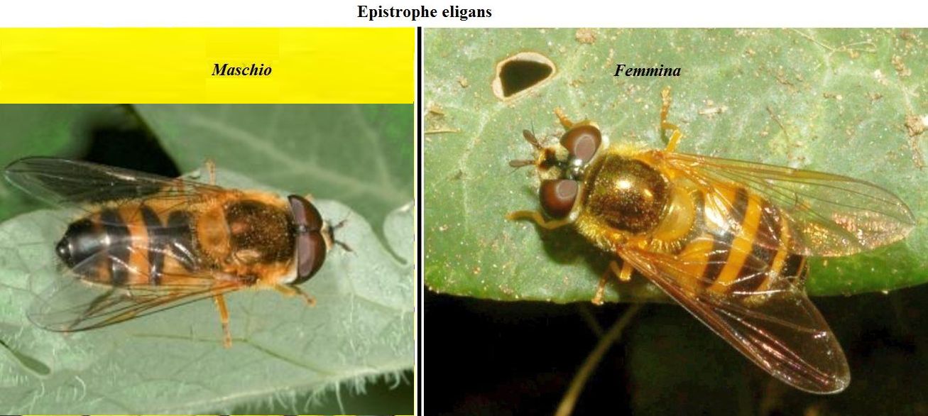 Episyrphus balteatus  di sesso...? maschile