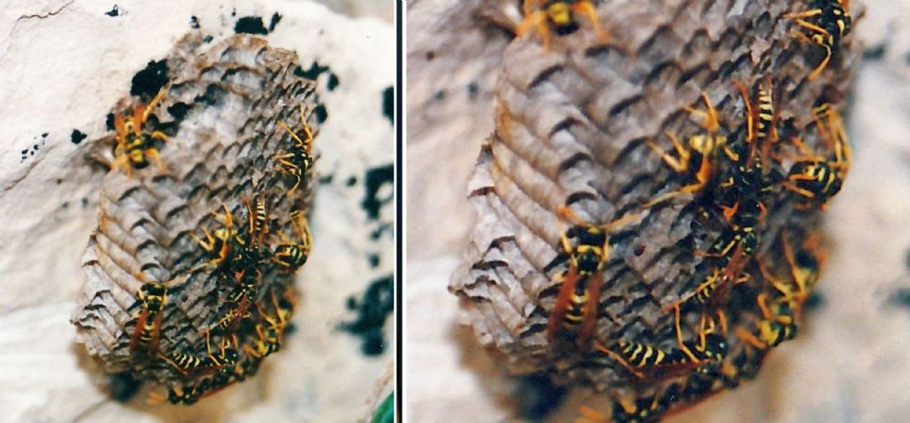 Polistes maltesi:  Polistes  gallicus
