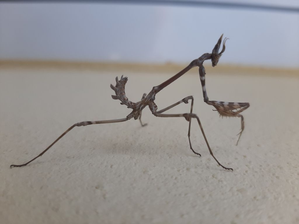 Empusa fasciata?  S