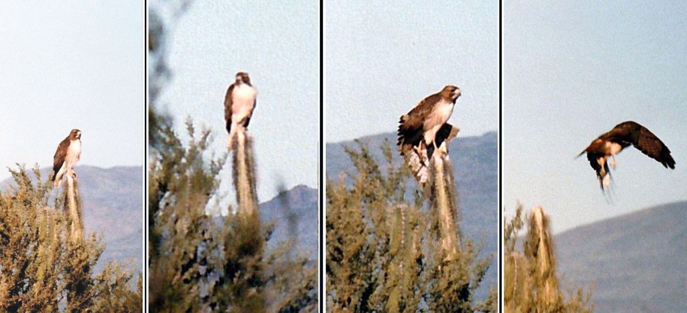 Dall''Arizona: Buteo jamaicensis