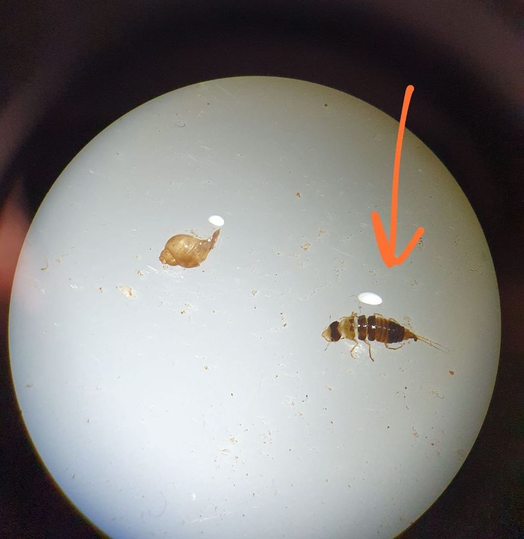 Possibile identificazione larva?  S, di Dytiscidae