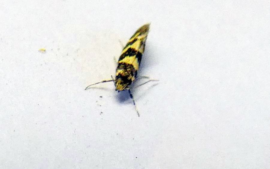 Denisia cfr. augustella - Oecophoridae