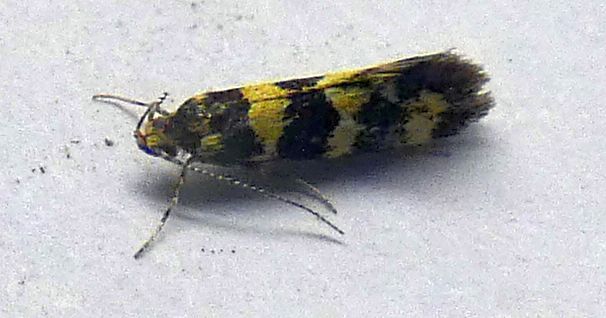 Denisia cfr. augustella - Oecophoridae