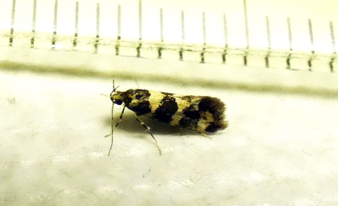 Denisia cfr. augustella - Oecophoridae