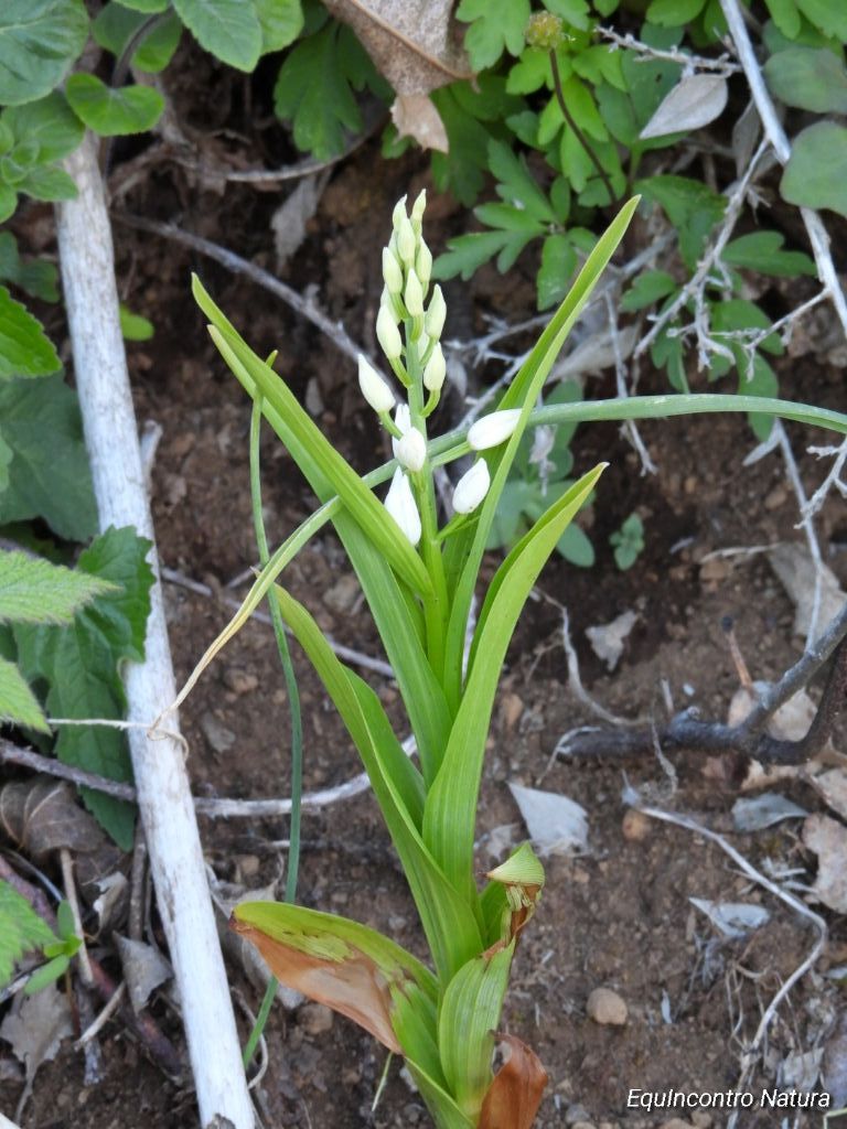 Cephalanthera longifolia?