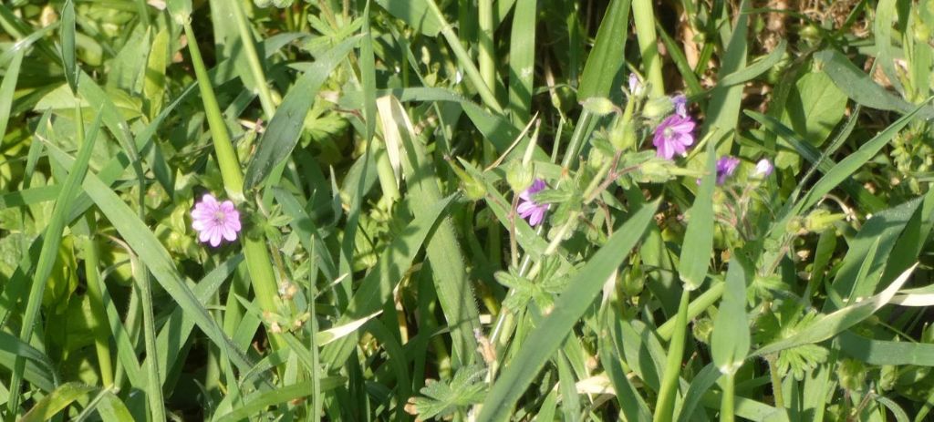 Tutti Geranium molle ? No, G. molle e G. rotundifolium