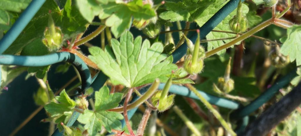 Tutti Geranium molle ? No, G. molle e G. rotundifolium