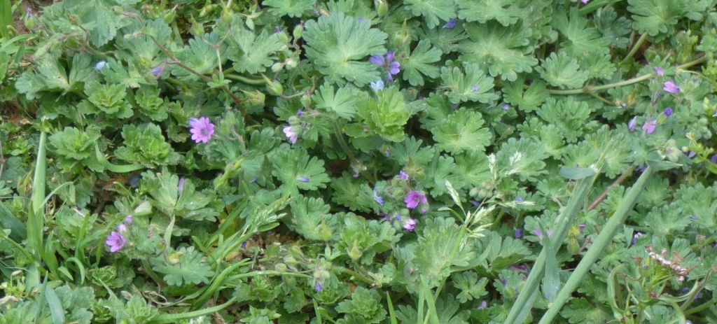 Tutti Geranium molle ? No, G. molle e G. rotundifolium