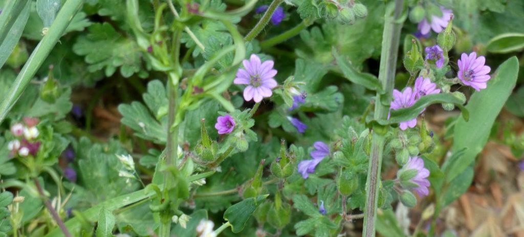 Tutti Geranium molle ? No, G. molle e G. rotundifolium