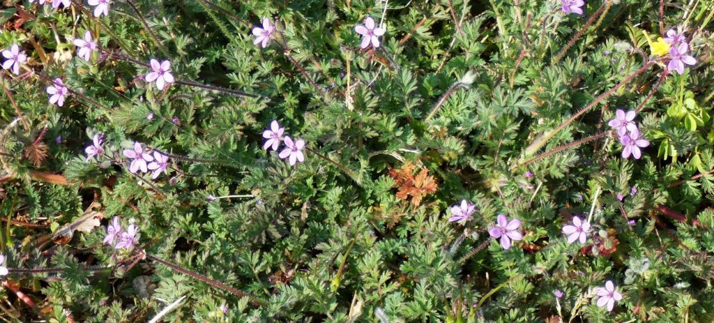 Geraniaceae: Erodium cicutarium ?  S !