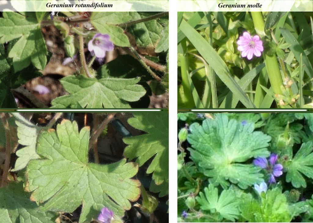Tutti Geranium molle ? No, G. molle e G. rotundifolium