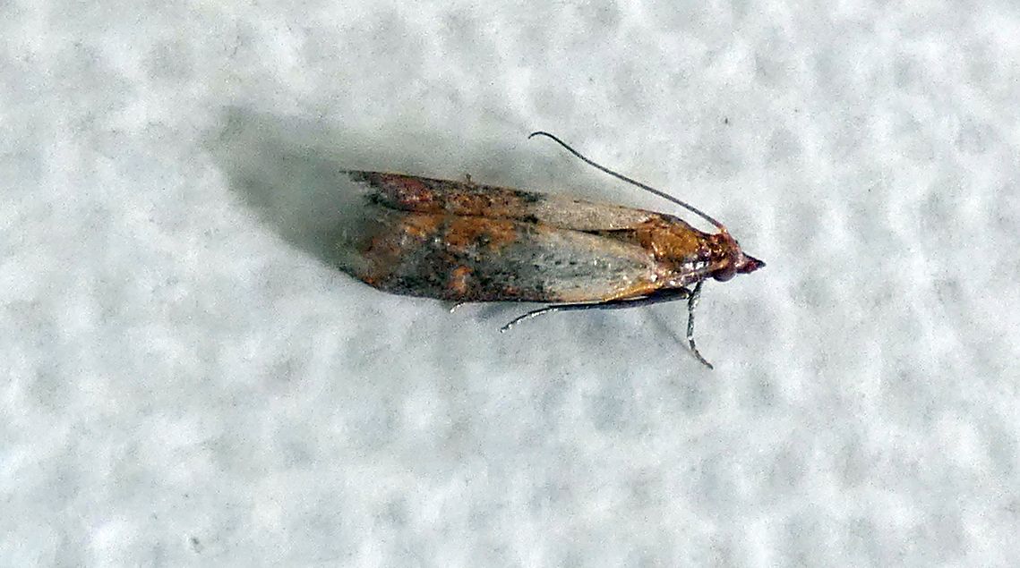 Tineidae ?  No !!! Plodia interpunctella (Pyralidae)