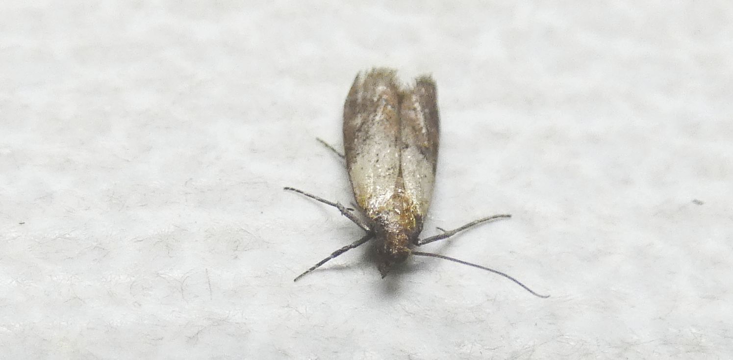 Tineidae ?  No !!! Plodia interpunctella (Pyralidae)