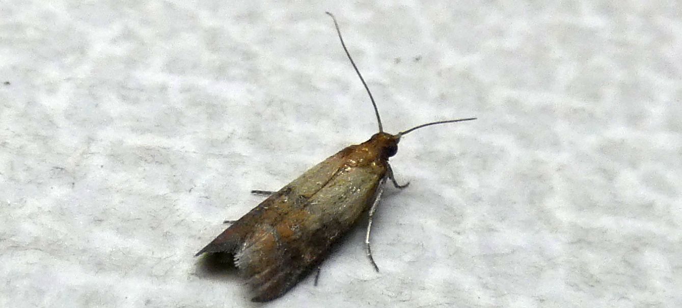 Tineidae ?  No !!! Plodia interpunctella (Pyralidae)