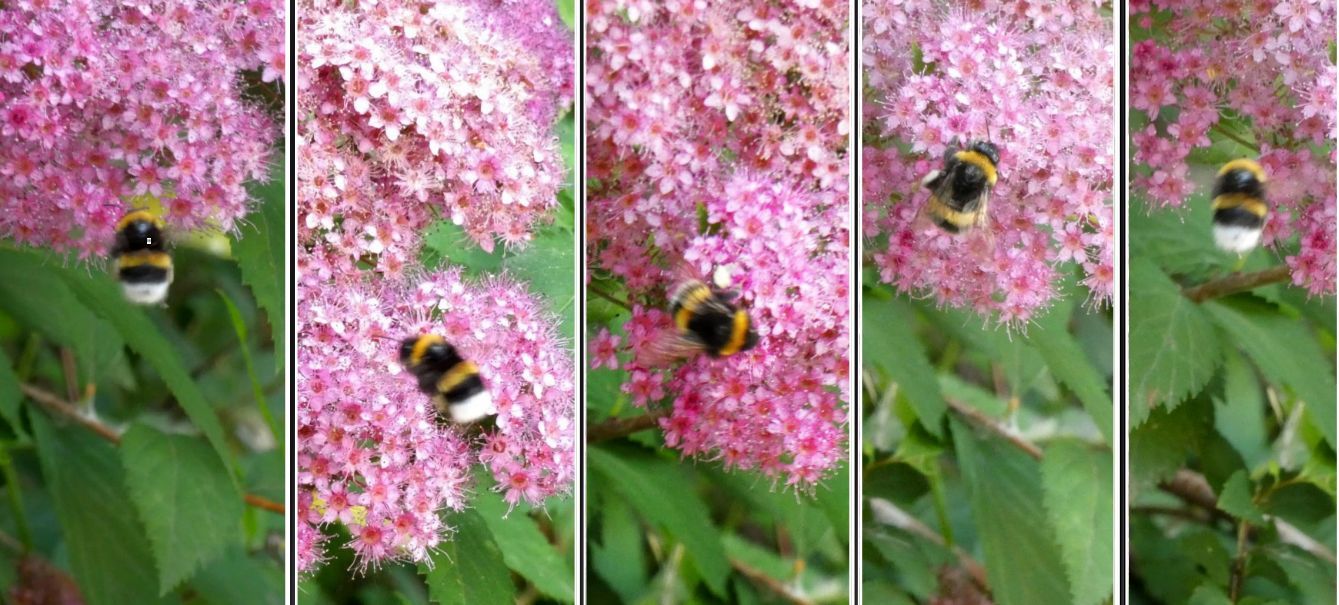Apidae: Bombus gr. terrestris