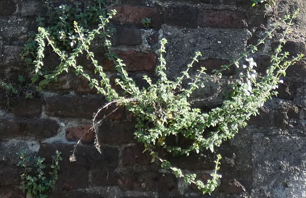 Clinopodium nepeta / Mentuccia (Lamiaceae)