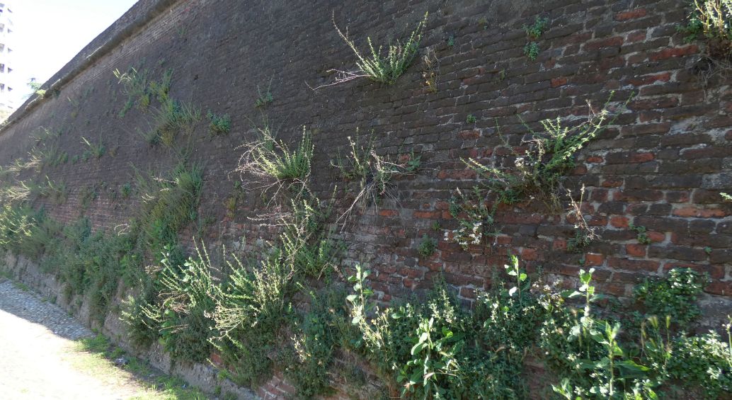 Clinopodium nepeta / Mentuccia (Lamiaceae)