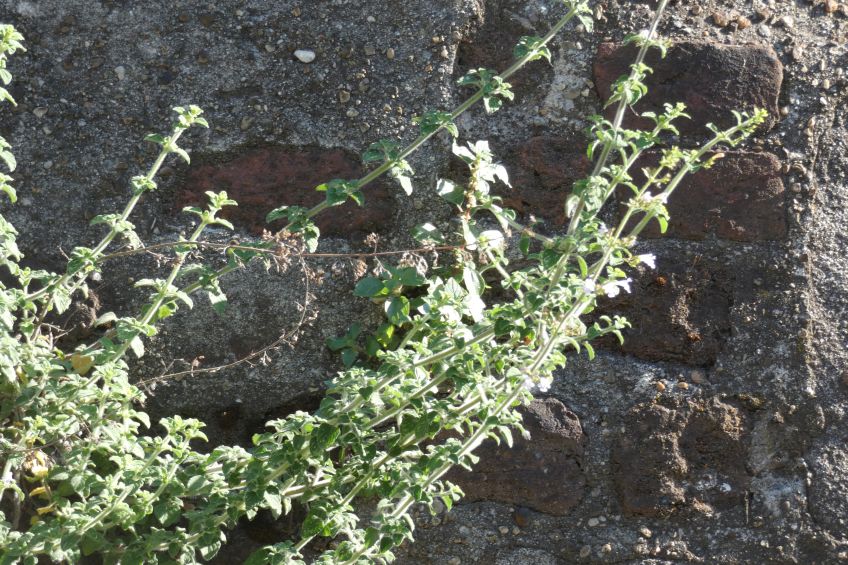 Clinopodium nepeta / Mentuccia (Lamiaceae)