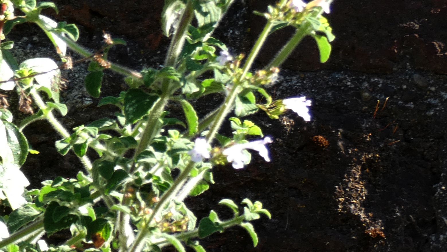 Clinopodium nepeta / Mentuccia (Lamiaceae)