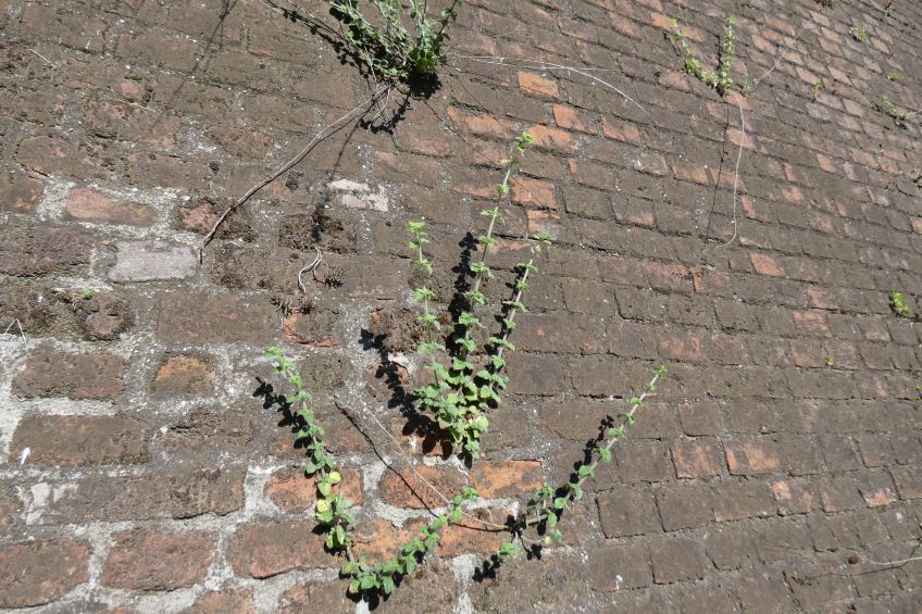 Clinopodium nepeta / Mentuccia (Lamiaceae)