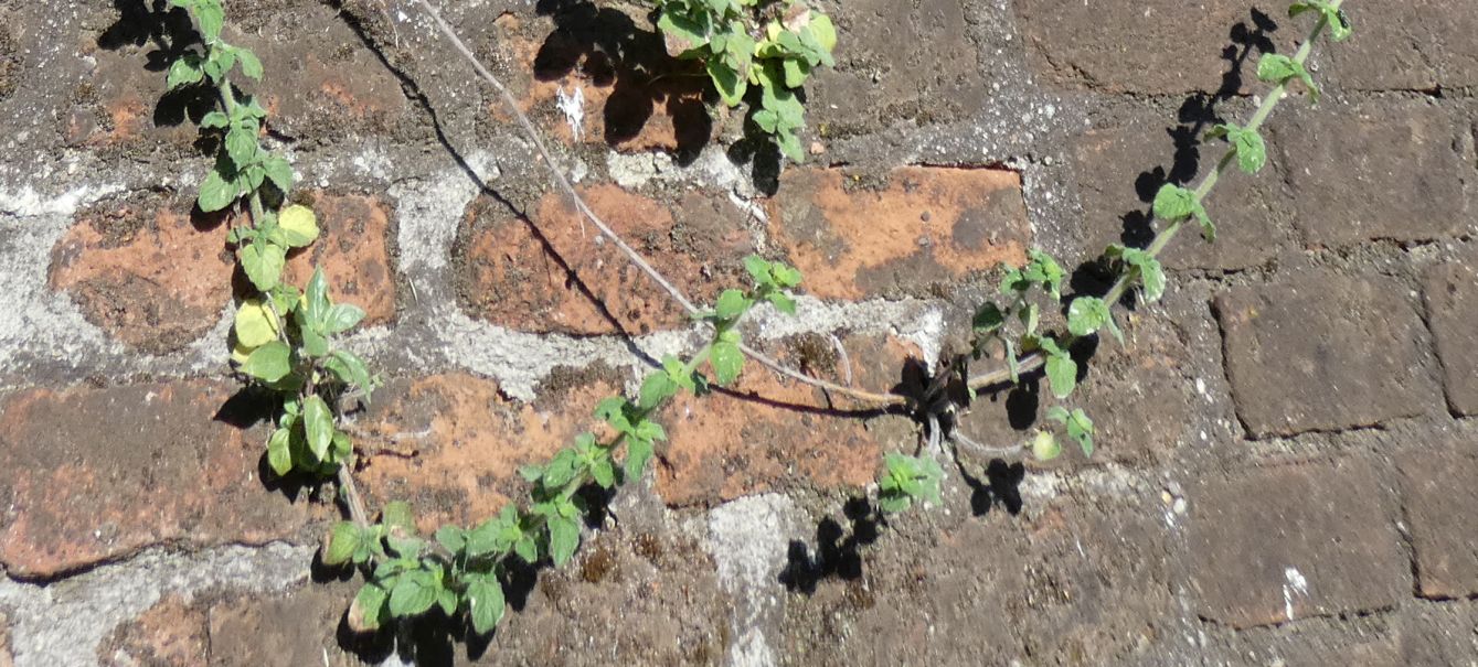 Clinopodium nepeta / Mentuccia (Lamiaceae)