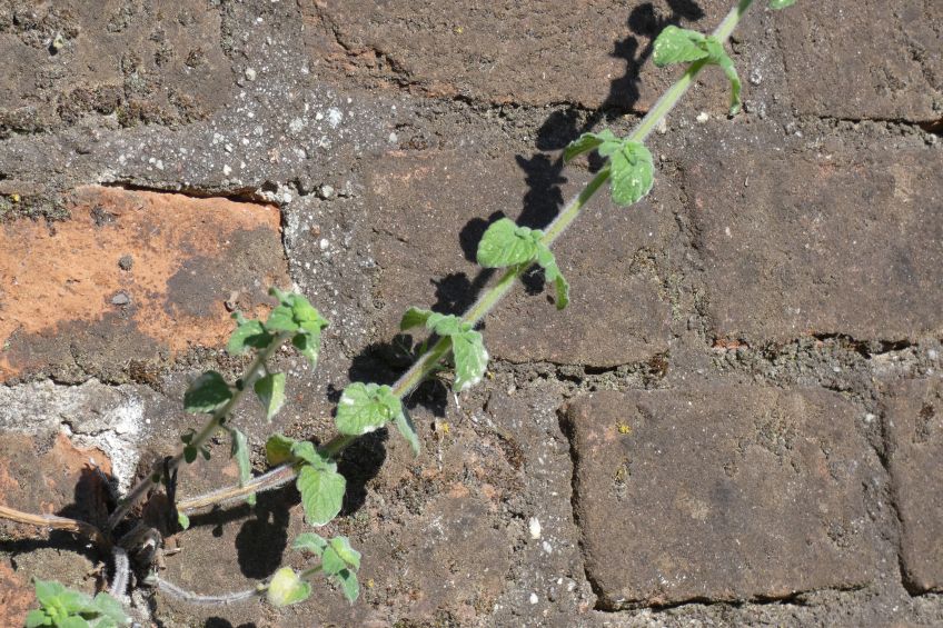 Clinopodium nepeta / Mentuccia (Lamiaceae)