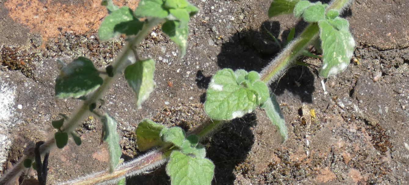 Clinopodium nepeta / Mentuccia (Lamiaceae)