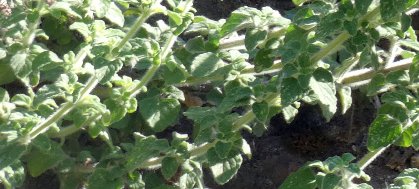 Clinopodium nepeta / Mentuccia (Lamiaceae)