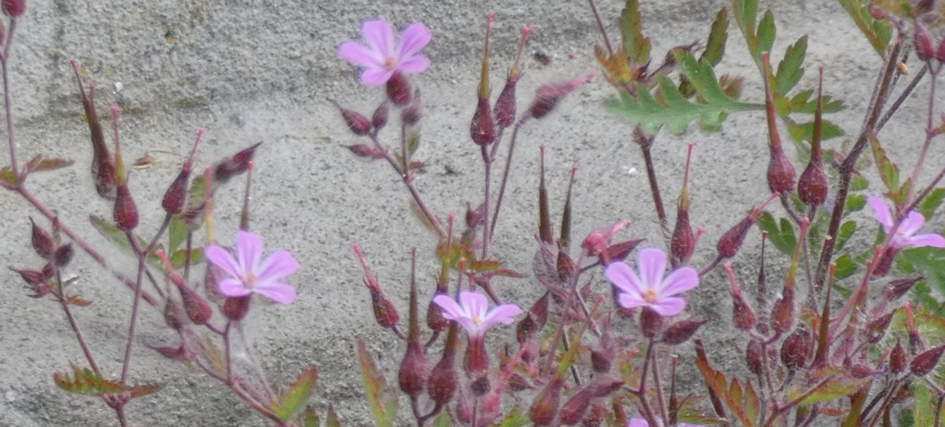 Geranium robertianum?