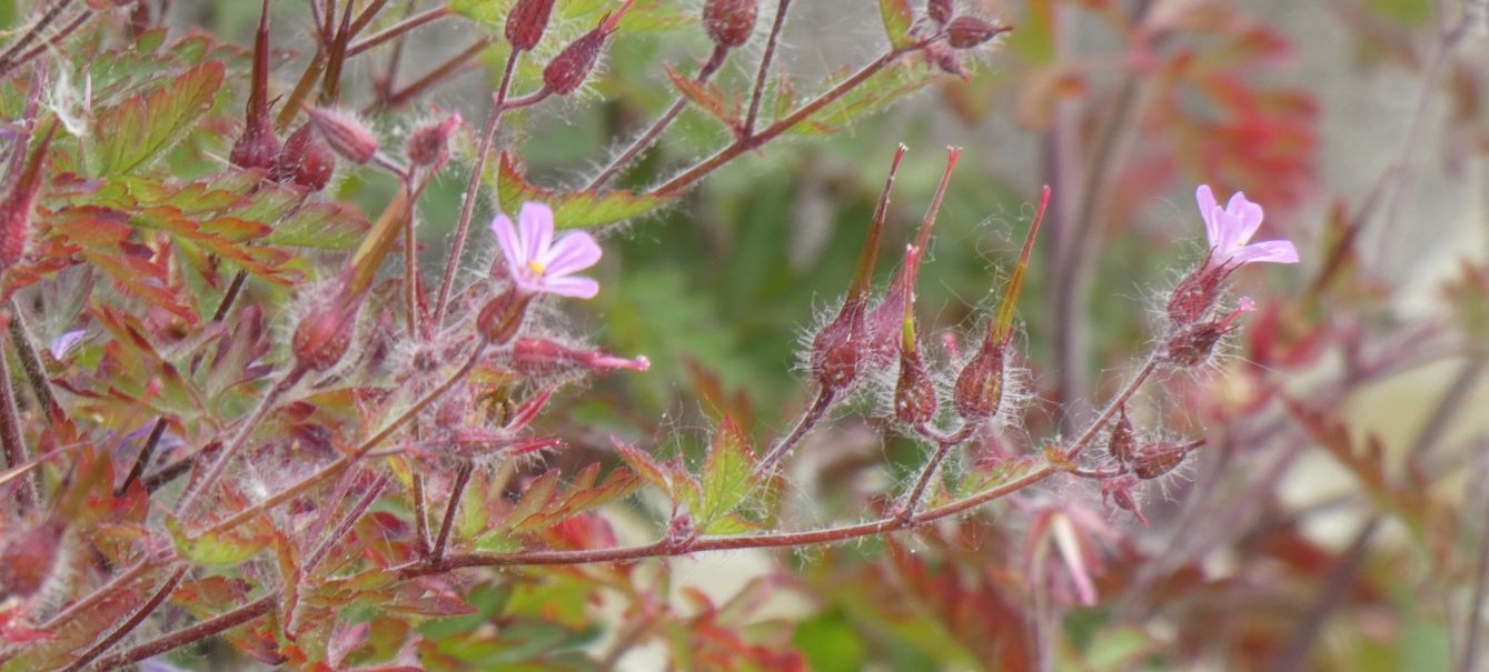 Geranium robertianum?