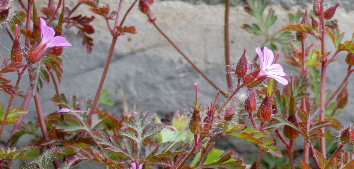 Geranium robertianum?