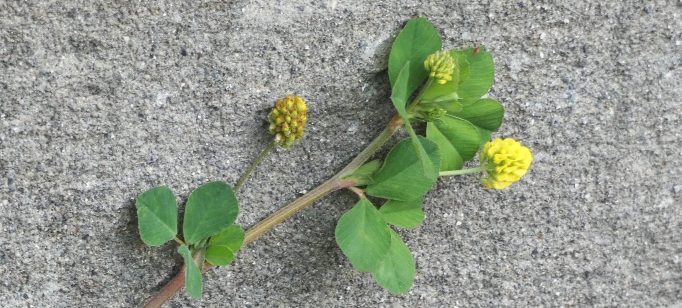 Medicago lupulina? S�