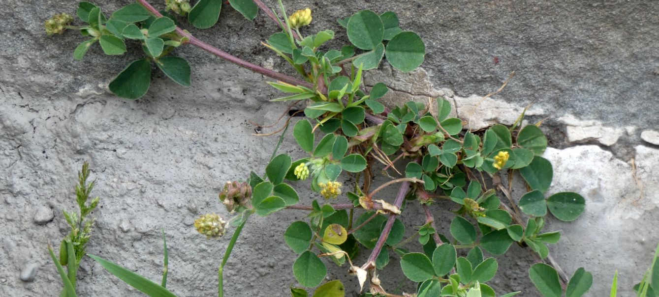 Medicago lupulina? S�