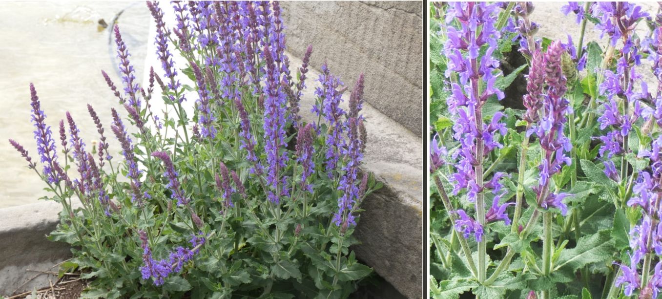 Salvia nemorosa (cv o ibrido)