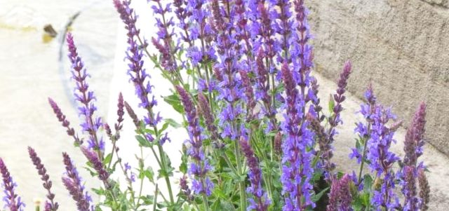 Salvia nemorosa (cv o ibrido)
