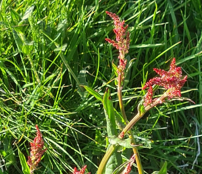 E'' un Rumex? S, Rumex arifolius