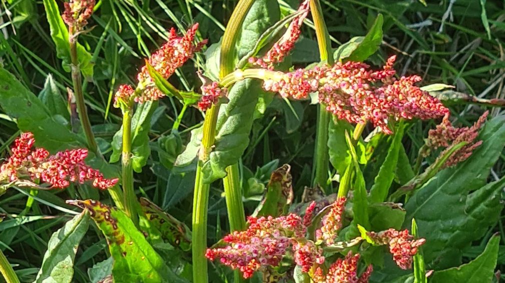E'' un Rumex? S, Rumex arifolius