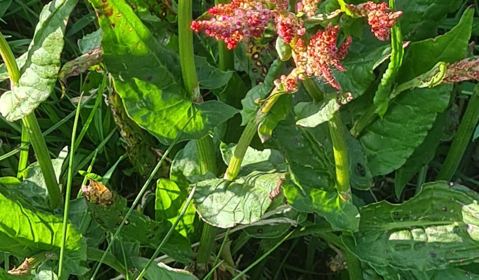 E'' un Rumex? S, Rumex arifolius