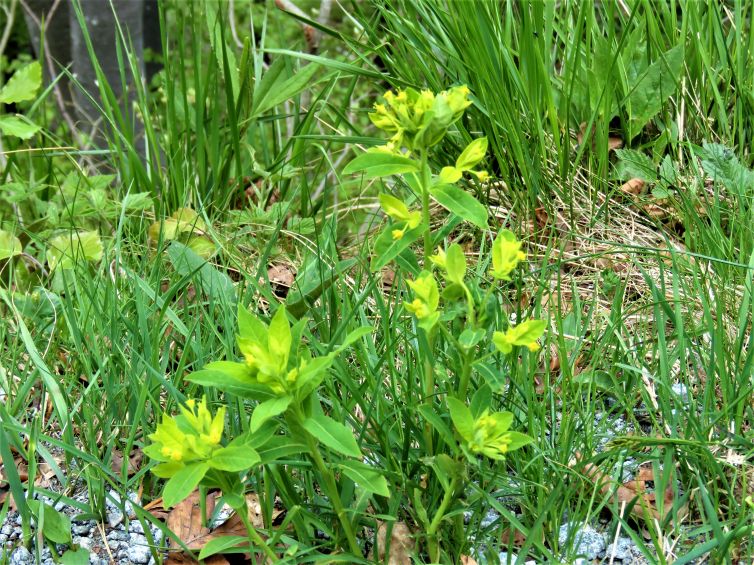 E'' una Euphorbia? S, Euphorbia carniolica