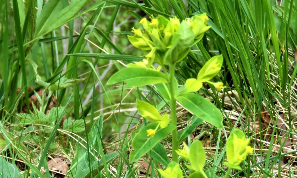 E'' una Euphorbia? S, Euphorbia carniolica