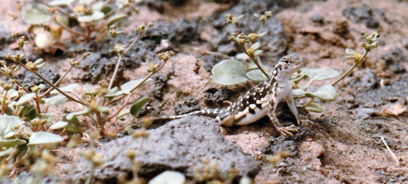 Lucertola dell''Arizona:  Holbrookia maculata