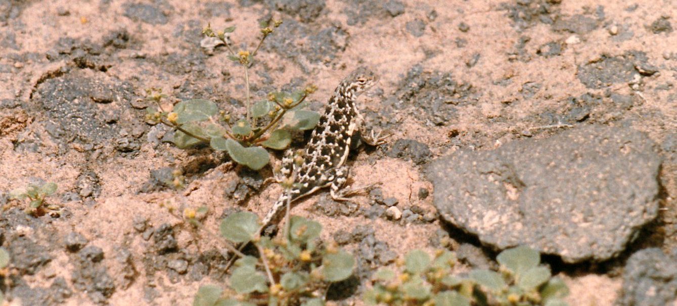 Lucertola dell''Arizona:  Holbrookia maculata