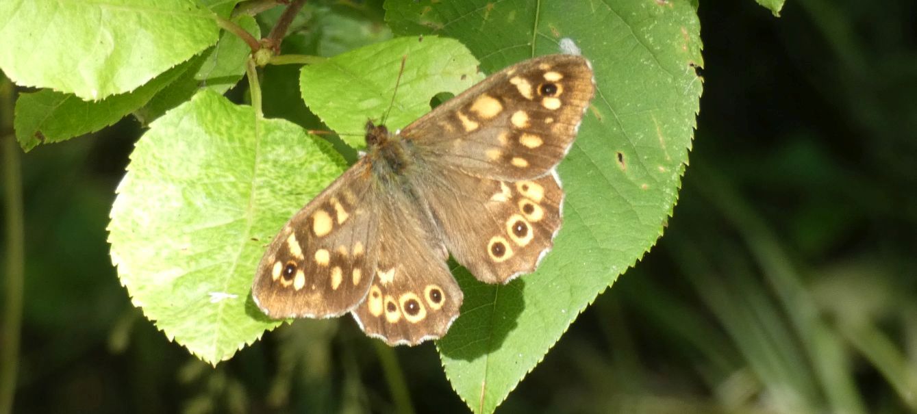 Pararge aegeria, maschio