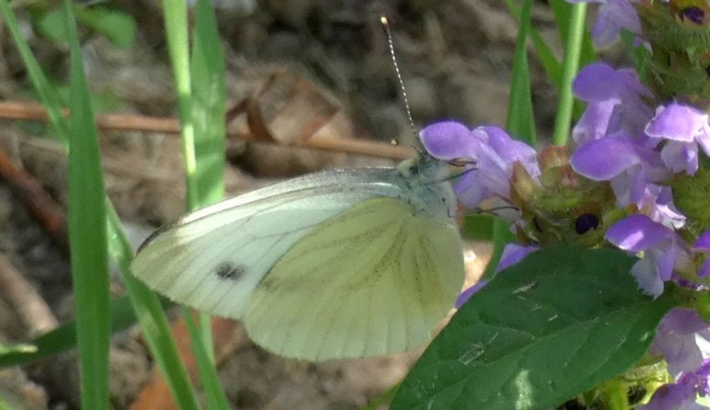 Pieris mannii ? No, Pieris napi