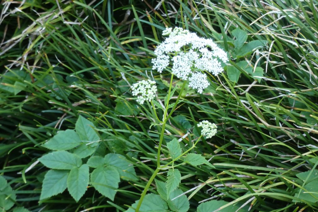 Apiaceae: Aegopodium podagraria