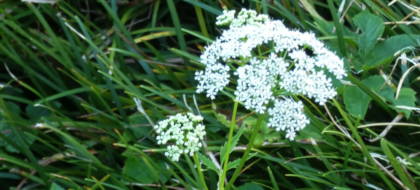 Apiaceae: Aegopodium podagraria