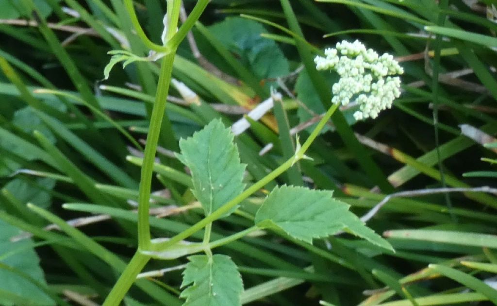 Apiaceae: Aegopodium podagraria