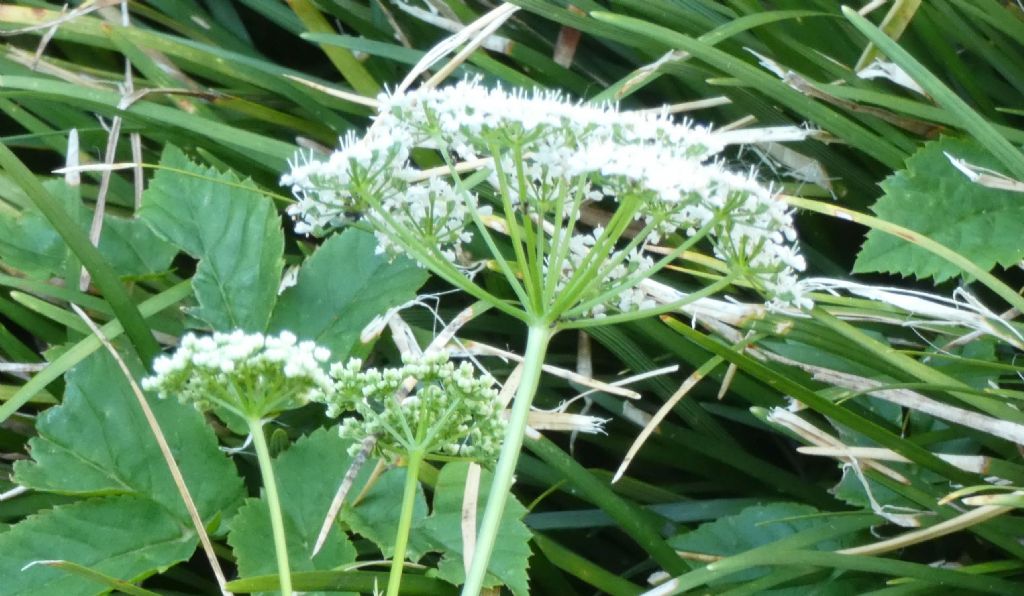 Apiaceae: Aegopodium podagraria