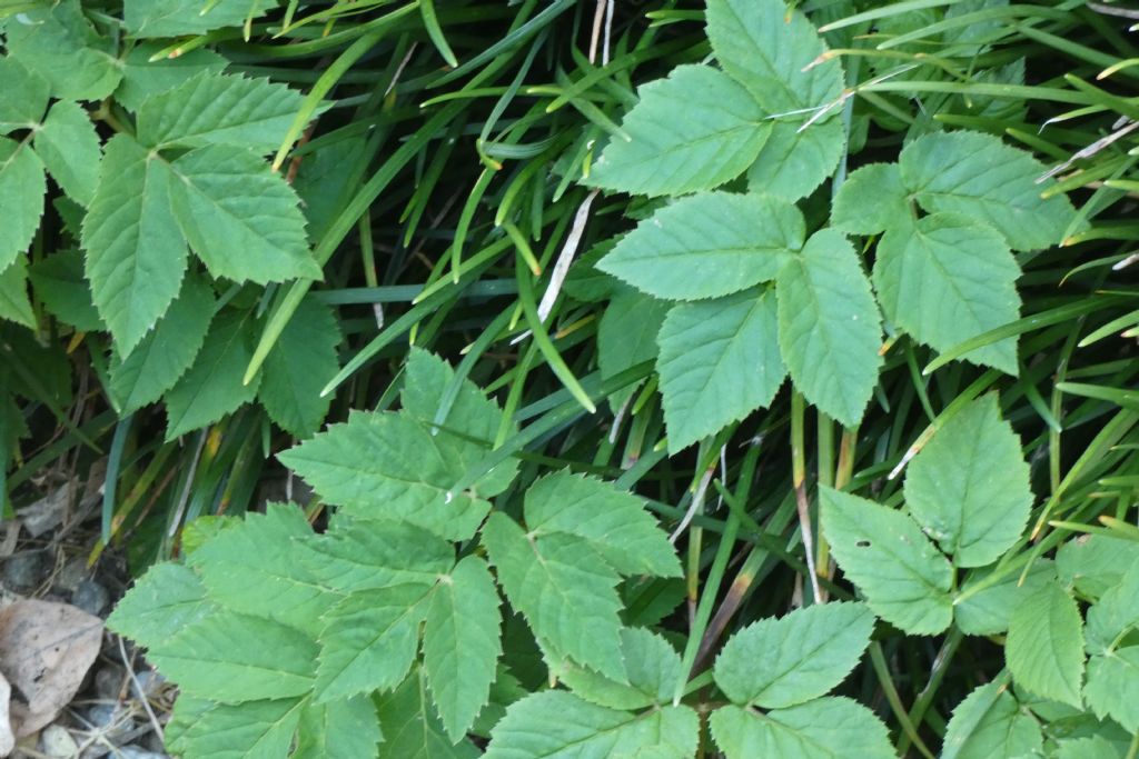 Apiaceae: Aegopodium podagraria